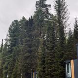 База отдыха Телецкое Золотое, фото гостя