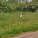 Загородный клуб Устье, фото гостя