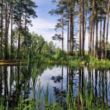 Загородный клуб ЛЕС, фото гостя
