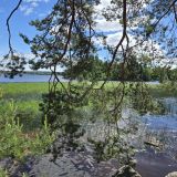 Ленинградская область, фото отдыхающего в июне
