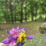 Отель Forrest Terrace, фото гостя