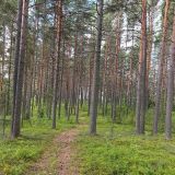 База отдыха АЛДИ-Карелия, фото гостя