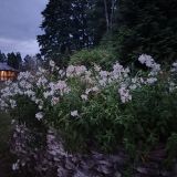 Усадьба В ГОСТЯХ У НОБЕЛЯ, фото гостя