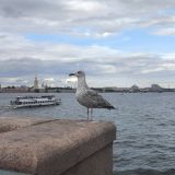Санкт-Петербург, фото отдыхающего в июле