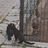 Гостевой дом Диадема Шереметьево, фото гостя