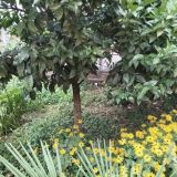 Гостевой дом Ношен, фото гостя