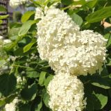 Гостевой дом Белый Аист, фото гостя