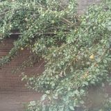 Гостевой дом Звёздная, фото гостя