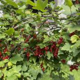 Мини-отель Даурия, фото гостя