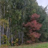 Санаторий Дубки, фото гостя