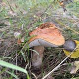 Загородный отель Вилайоки Агро, фото гостя